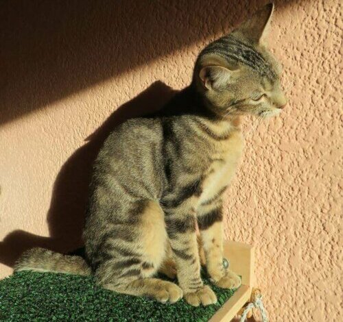 Een sokoke zit op een verhoging