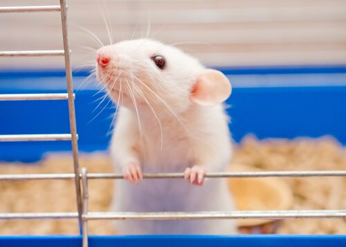 Tamme ratten als huisdieren houden