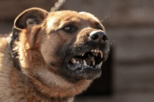 Leer alles over waarom honden aanvallen