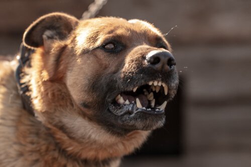 Leer alles over waarom honden aanvallen
