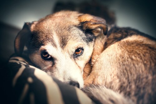 Hoe je je hond het beste kunt corrigeren