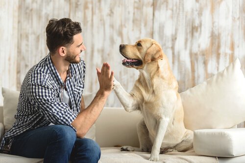 Het adopteren van een huisdier door alleenstaanden