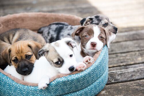 6 tips om pups mee naar huis te nemen