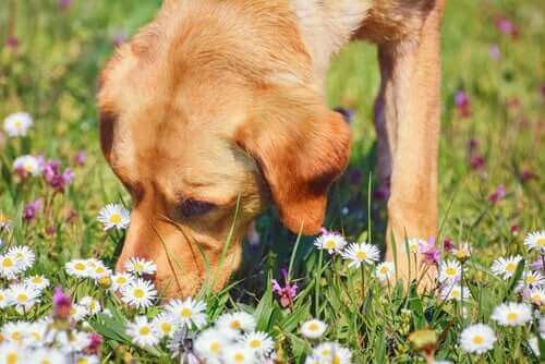 Kamille: geneeskrachtige eigenschappen voor huisdieren