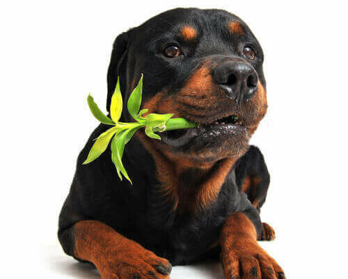 Rottweiler kauwt op een plant