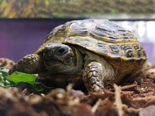 Maak een terrarium voor je schildpad