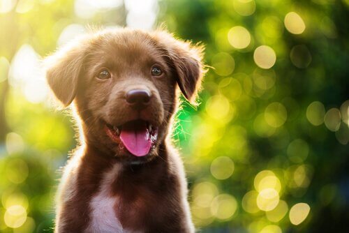 Pup met de hik: hoe het te behandelen