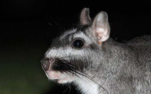 Maak kennis met de gewone viscacha