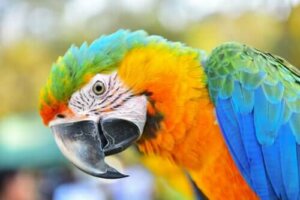 De ara: zonder meer een hele intelligente vogel