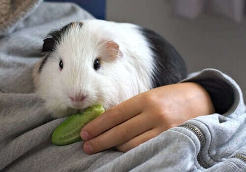 Stress bij cavia's: alles dat je moet weten
