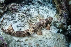 Lopende haaien: haaien die op land kunnen lopen