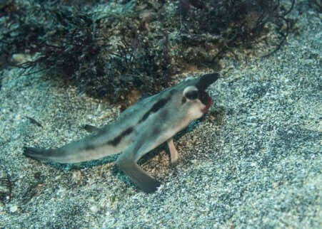 Een vleermuisvis in het zand