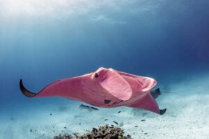 De roze mantarog van het Great Barrier Reef