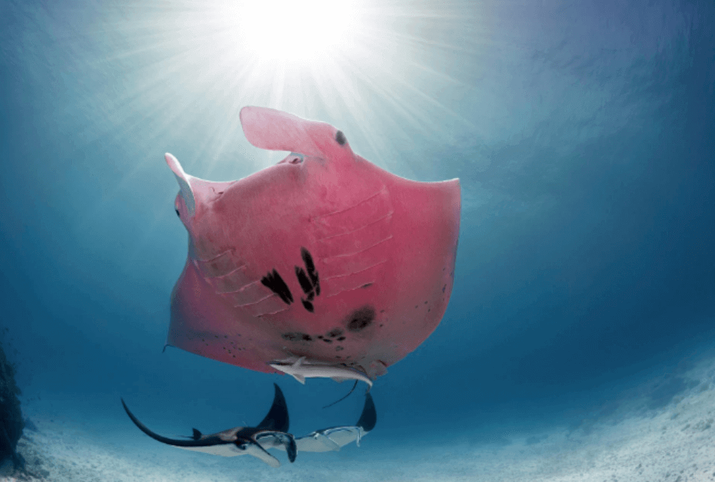 Erythrisme bij mantaroggen