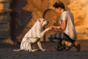 Hoe kan ik het beste mijn dove hond trainen?