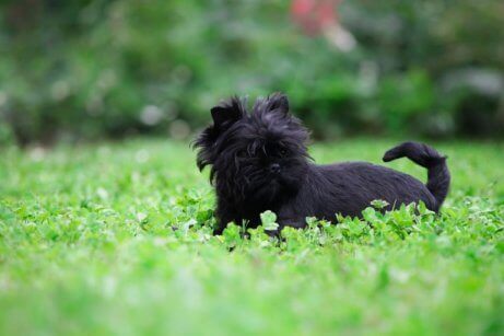 Een zwarte affenpinscher in het gras