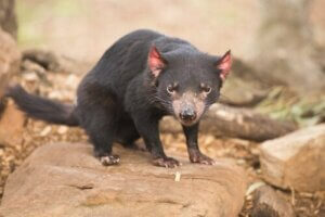 Australië: het land van de buideldieren