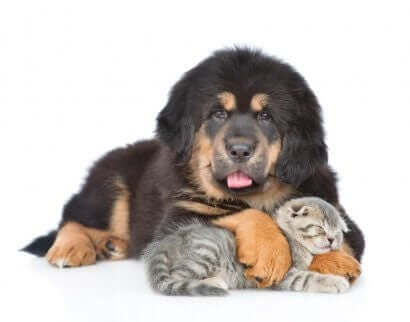 Tibetaanse mastiff met een kat