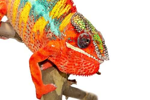 Felgekleurde kameleon