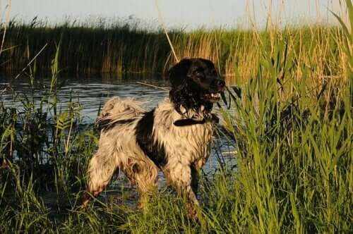 Hond staat in het water