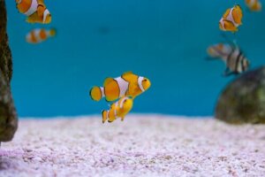 De evolutionaire betekenis van een hermafrodiet zijn