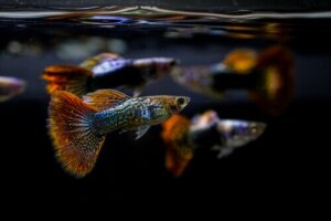 Het belang van de pH van een aquarium