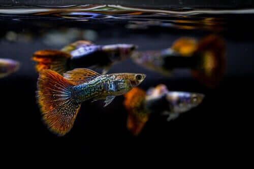 Het belang van de pH van een aquarium