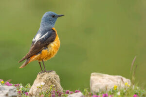 De fauna van het Guadarrama National Park