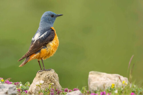De fauna van het Guadarrama National Park