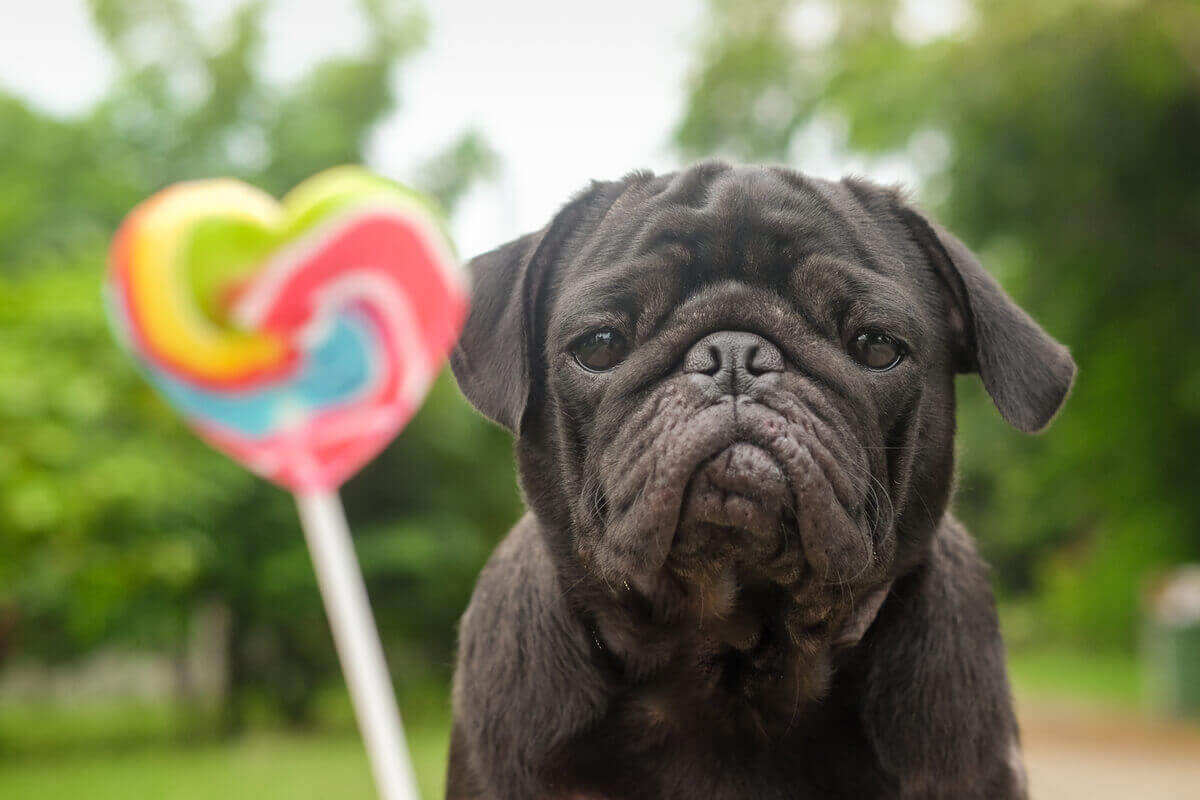 Hond kijkt naar een lolly