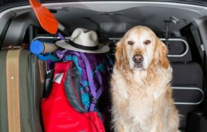 Alles over autostoelhoezen voor honden