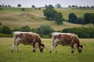 Het klonen van dieren: voor- en nadelen
