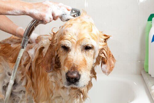 Hoe maak je eigenlijk zelf hondenshampoo?