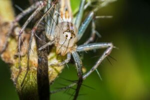 Lachende spinnen: gedrag en leefgebied