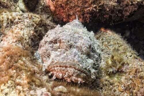 De steenvis, een meester in camouflage