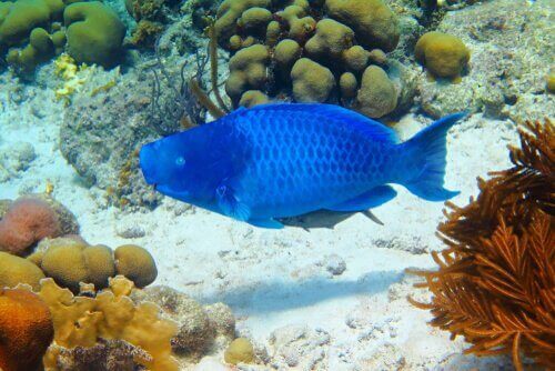 De blauwe papegaaivis: informatie en kenmerken