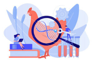 Wat is genetische selectie bij gedomesticeerde dieren?