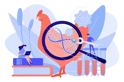 Wat is genetische selectie bij gedomesticeerde dieren?