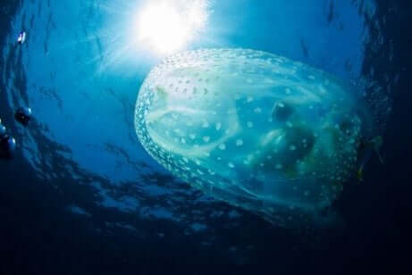 De onderkant van een kwal in het water
