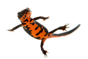 De vuurbuiksalamander: verzorging en kenmerken