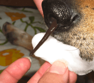 Alles over de T. rex bloedzuiger