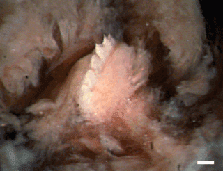 De tanden van de tyrannobdella rex