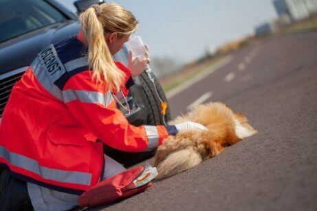 Een aangereden hond ligt naast een auto