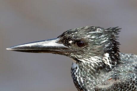 De kop van een reuzenijsvogel