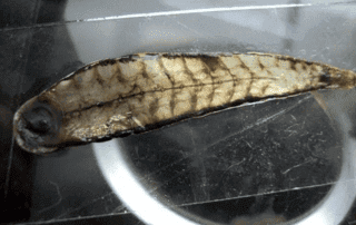 Een afbeelding van een bloedzuiger