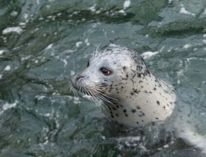 Een zeehond in het water