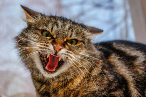 De 4 meestvoorkomende gedragsstoornissen bij katten