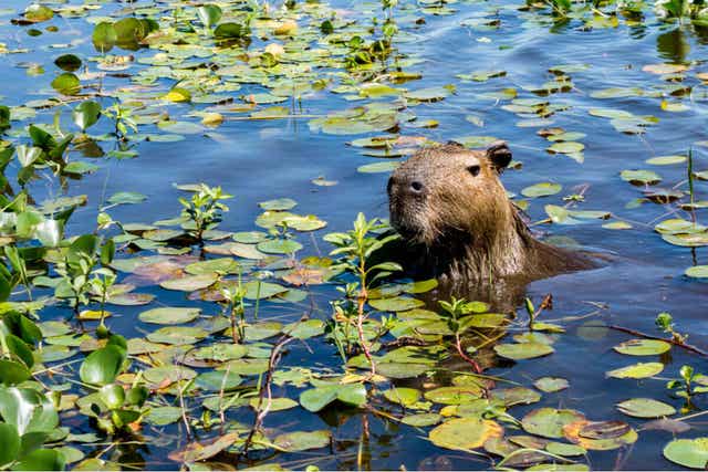 Capibara in het water