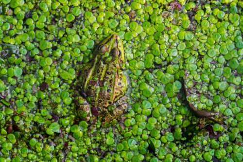 Het verlies van draslanden: redenen en gevolgen