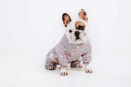 Is het dragen van kleding comfortabel voor honden?